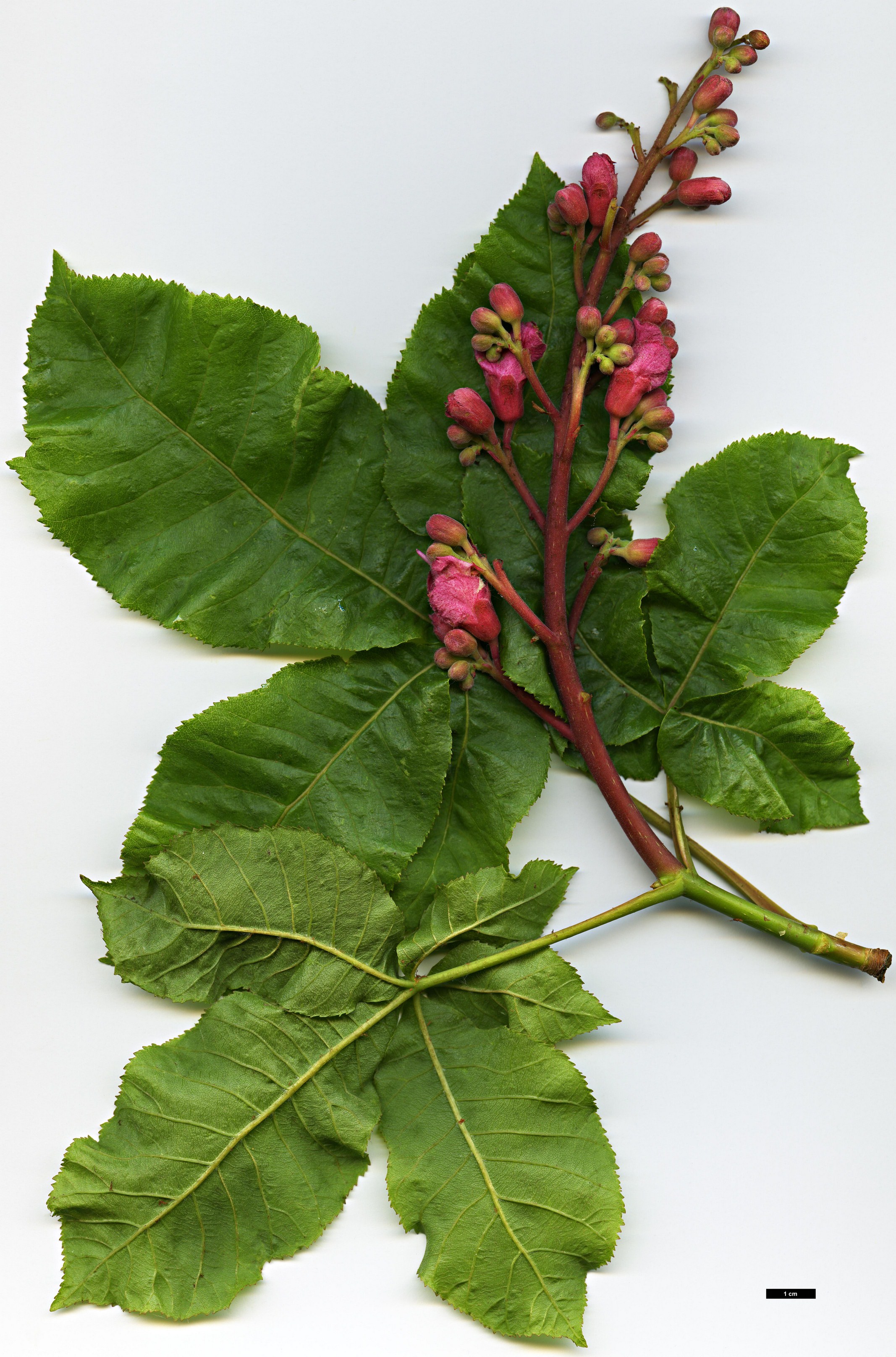 High resolution image: Family: Sapindaceae - Genus: Aesculus - Taxon: ×carnea (A.hippocastanum × A.pavia)